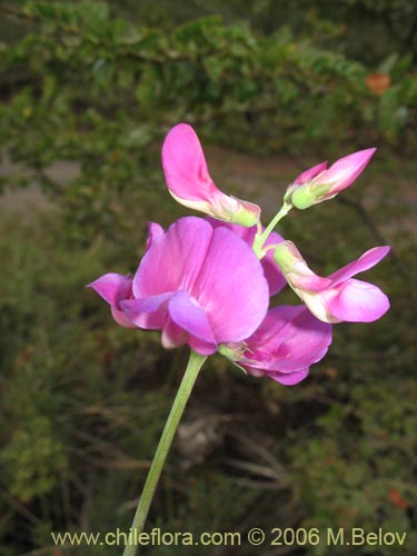 Image of Lathyrus magellanicus (). Click to enlarge parts of image.